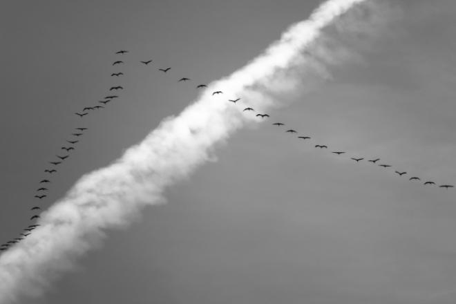 Photograph of migratory birds in formation